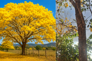 Ipê amarelo florido ao lado de tronco de ipê com a casca quebrando